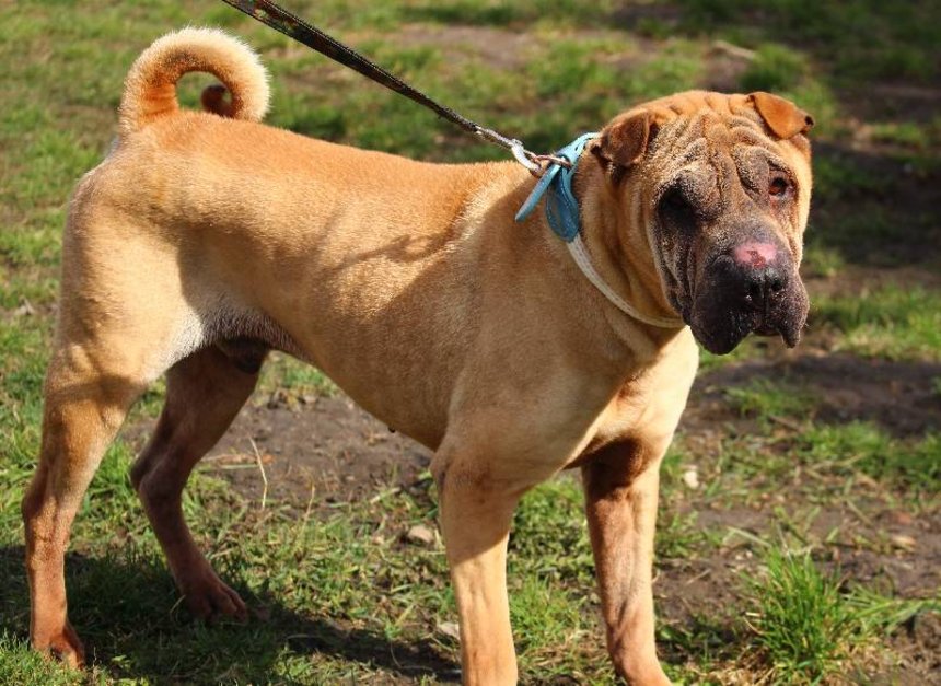 fot. Schronisko w Łodzi